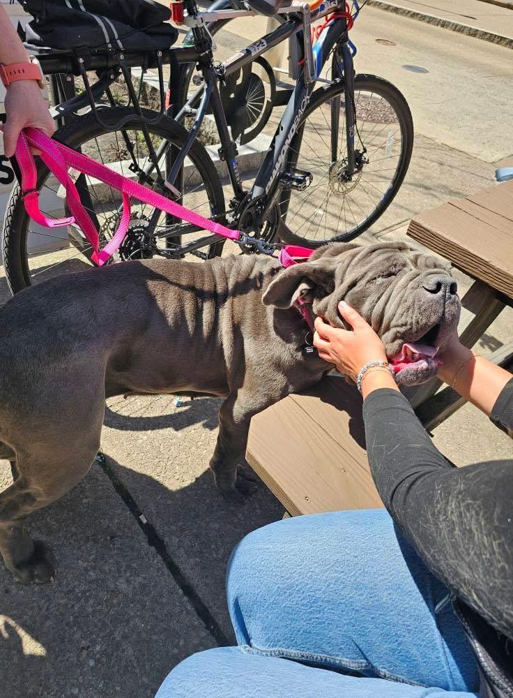 Enlarge Hazel, a ADOPTABLE Neapolitan Mastiff in Buffalo, NY image 4/4