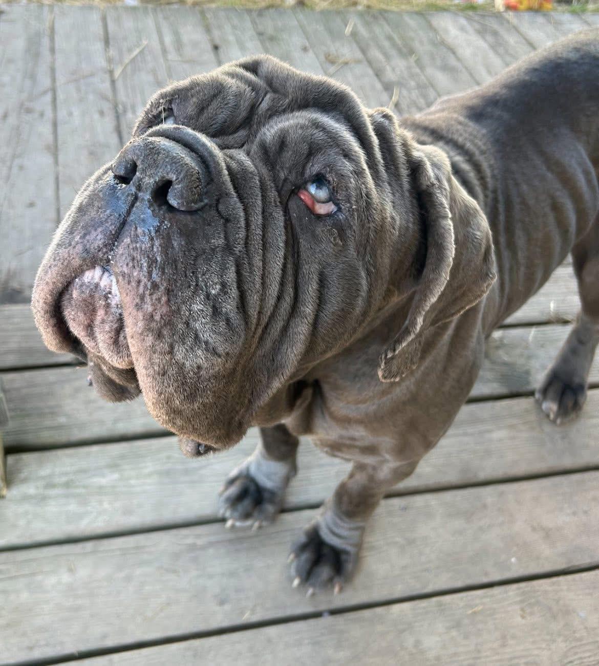 Enlarge Hazel, a ADOPTABLE Neapolitan Mastiff in Buffalo, NY image 3/4