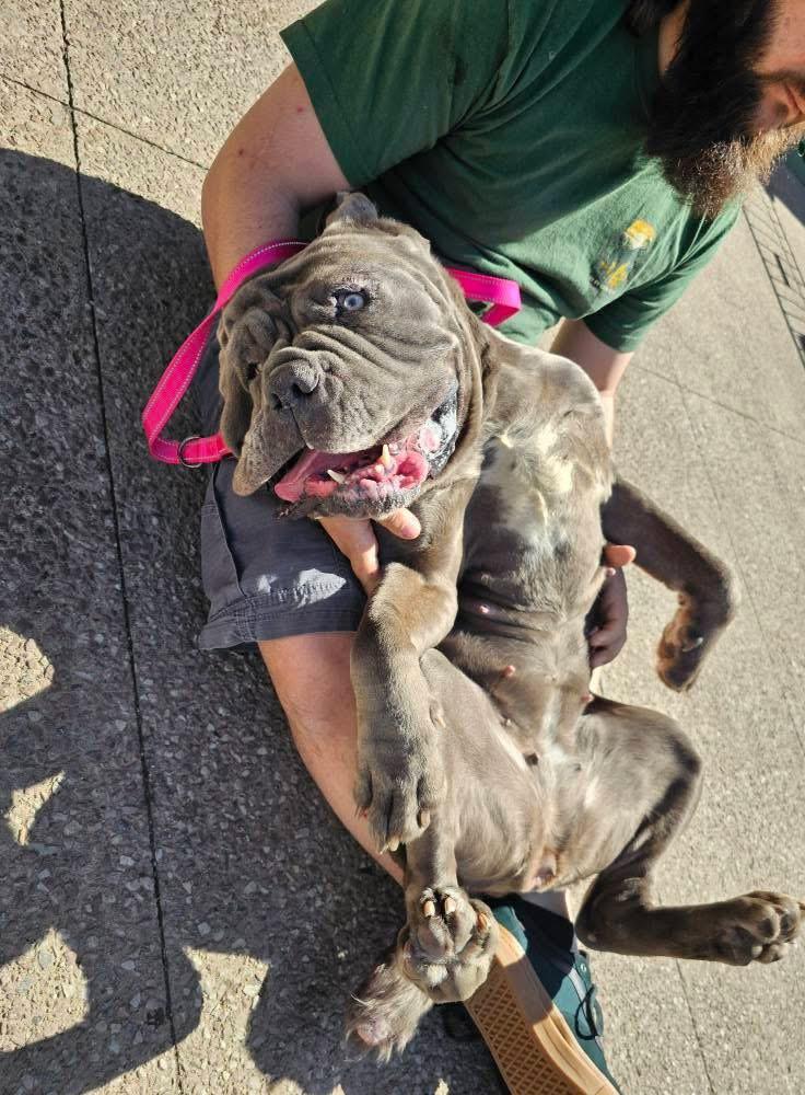 Enlarge Hazel, a ADOPTABLE Neapolitan Mastiff in Buffalo, NY image 2/4