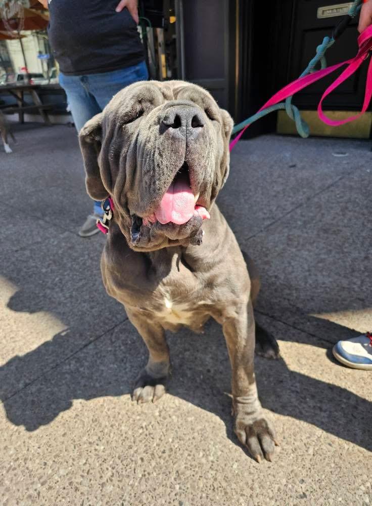 Enlarge Hazel, a ADOPTABLE Neapolitan Mastiff in Buffalo, NY image 1/4