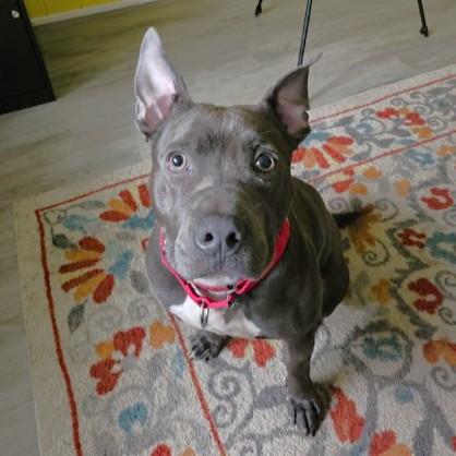 Enlarge Paisley, a ADOPTABLE mixed breed in Rensselaer, NY image 3/5