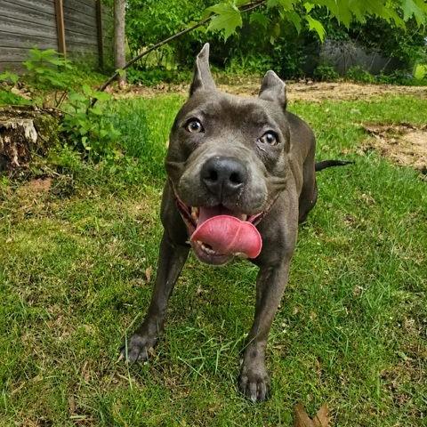 Enlarge Paisley, a ADOPTABLE mixed breed in Rensselaer, NY image 4/5