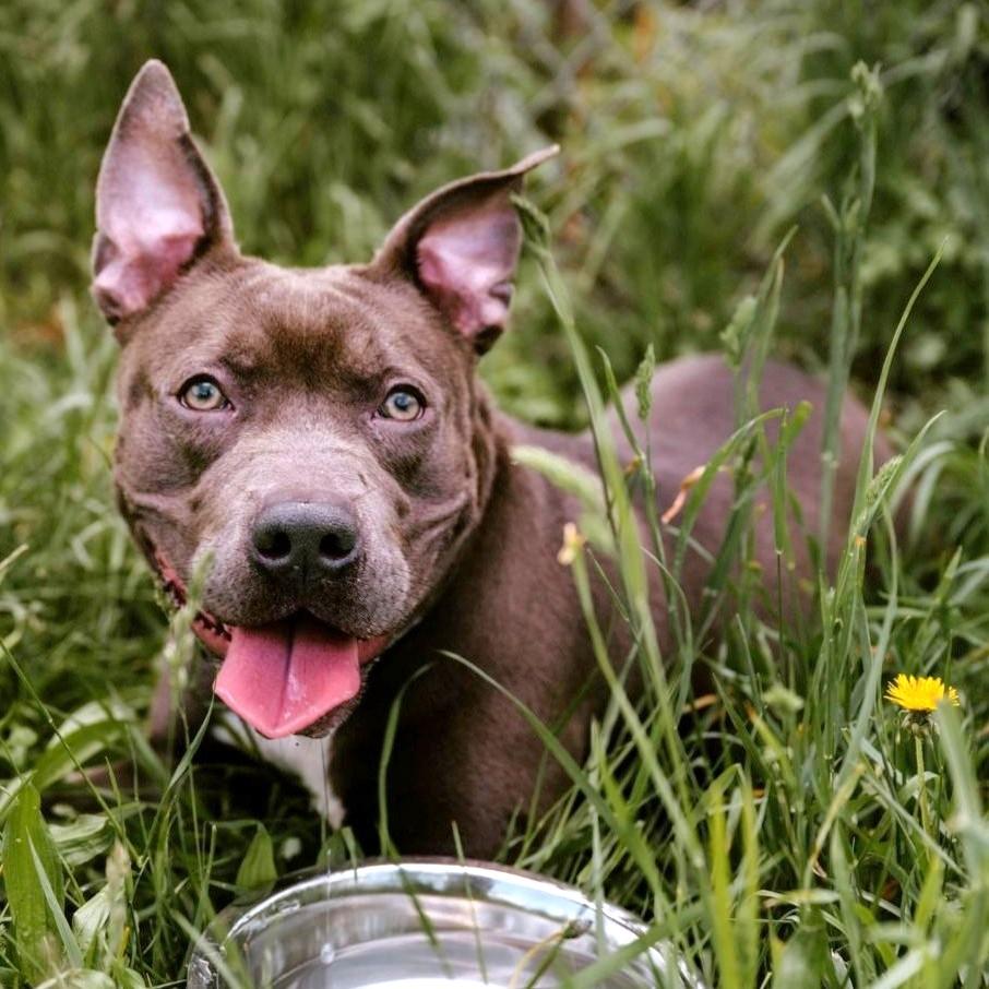 Paisley, ADOPTABLE, Adult Female Pit Bull Terrier.