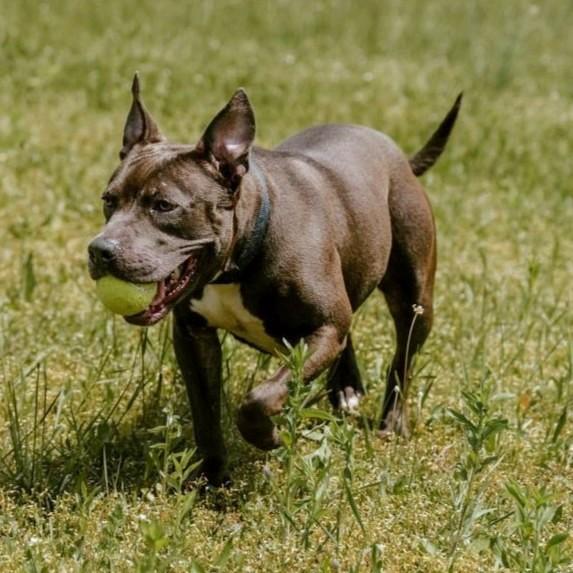 Enlarge Paisley, a ADOPTABLE mixed breed in Rensselaer, NY image 2/5
