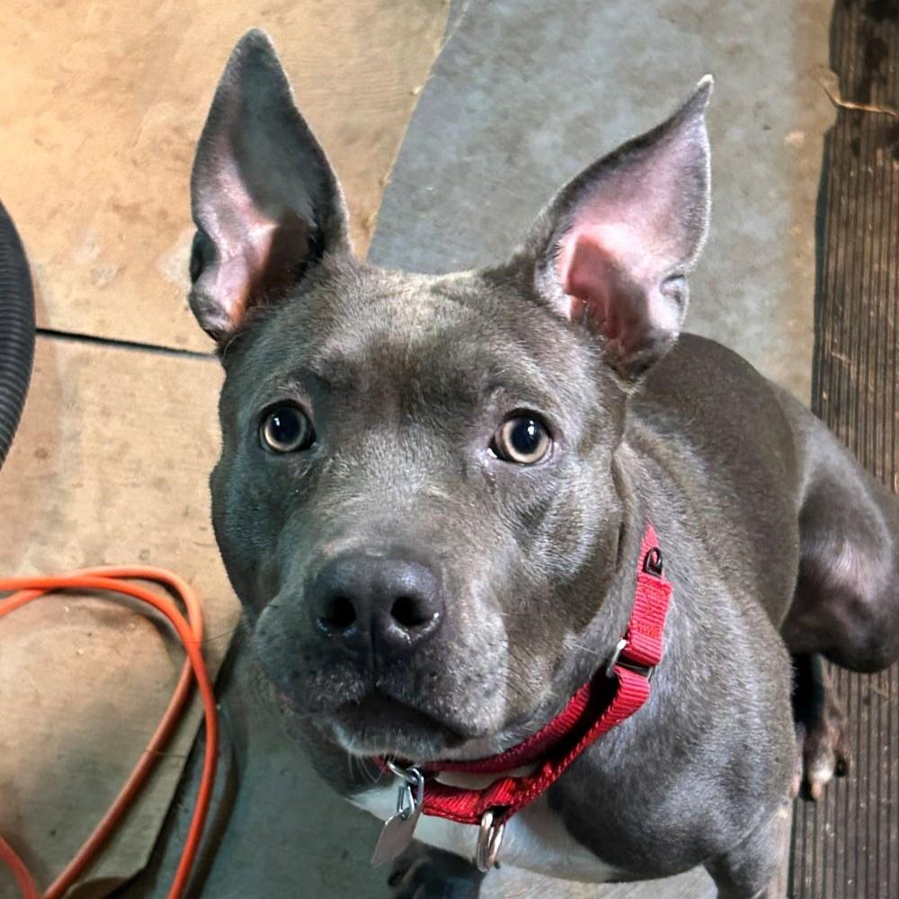 Enlarge Paisley, a Adoptable mixed breed in Rensselaer, NY image 2/6