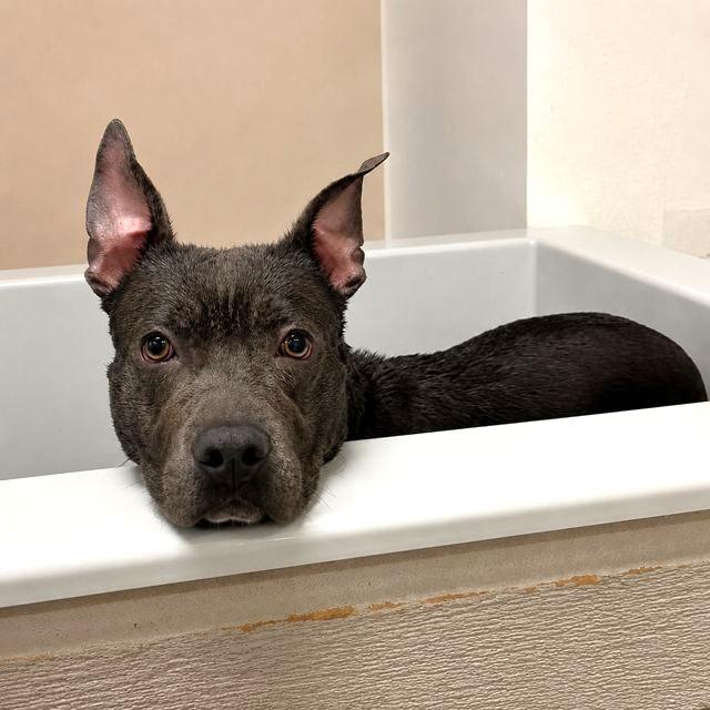 Enlarge Paisley, a ADOPTABLE mixed breed in Rensselaer, NY image 5/5