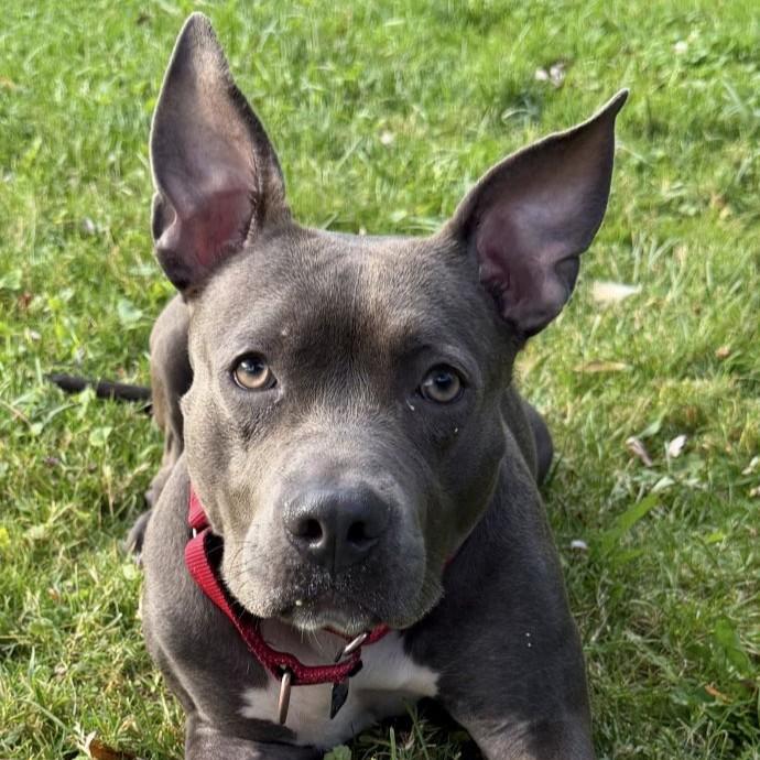 Enlarge Paisley, a Adoptable mixed breed in Rensselaer, NY image 1/6