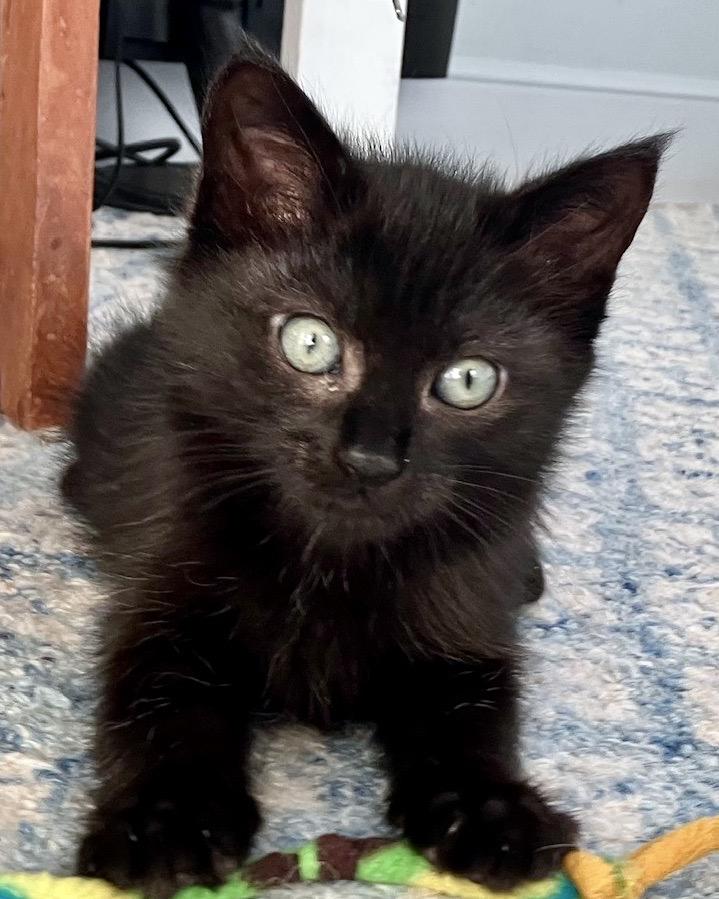 Enlarge Spunky (bonded with Sisi), a Adopted Domestic Short Hair in San Francisco, CA image 3/6