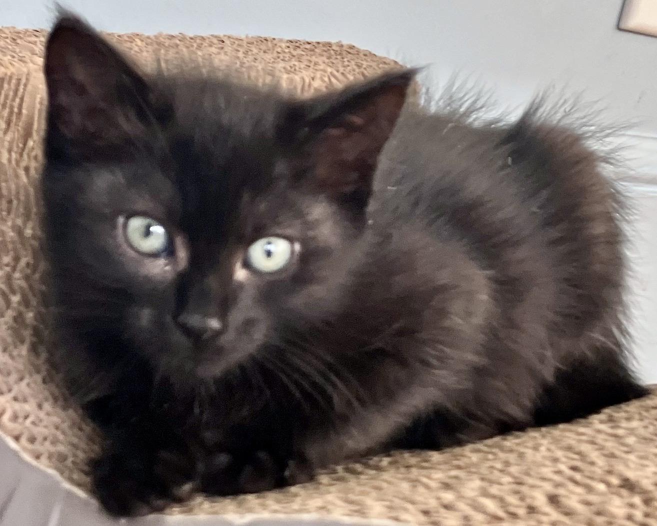 Enlarge Spunky (bonded with Sisi), a Adopted Domestic Short Hair in San Francisco, CA image 6/6
