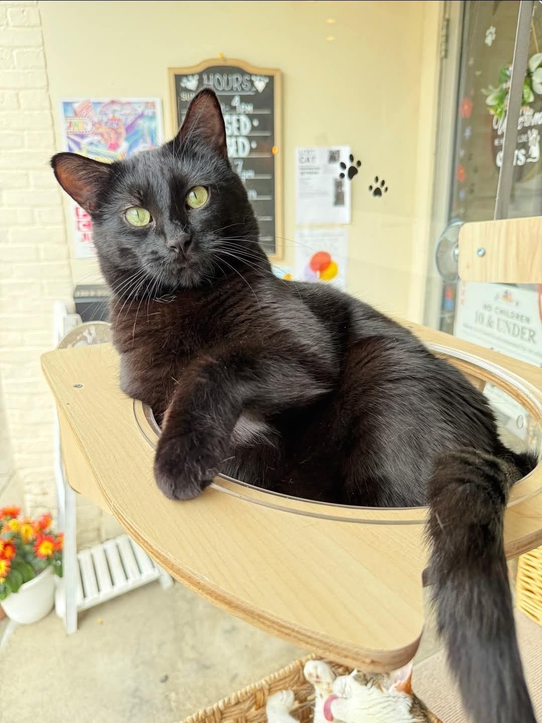 Enlarge Shadow , a ADOPTABLE Domestic Short Hair in Whitewater, WI image 2/6