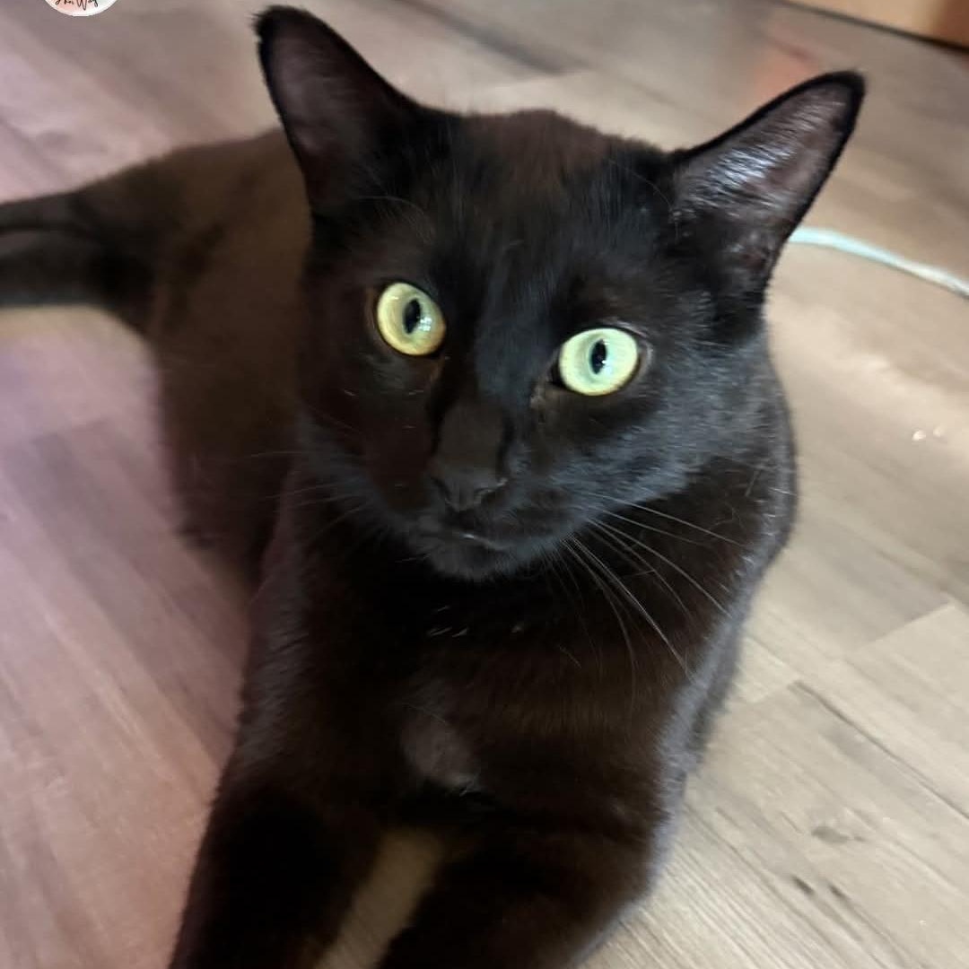 Shadow , ADOPTABLE, Adult Male Domestic Short Hair.