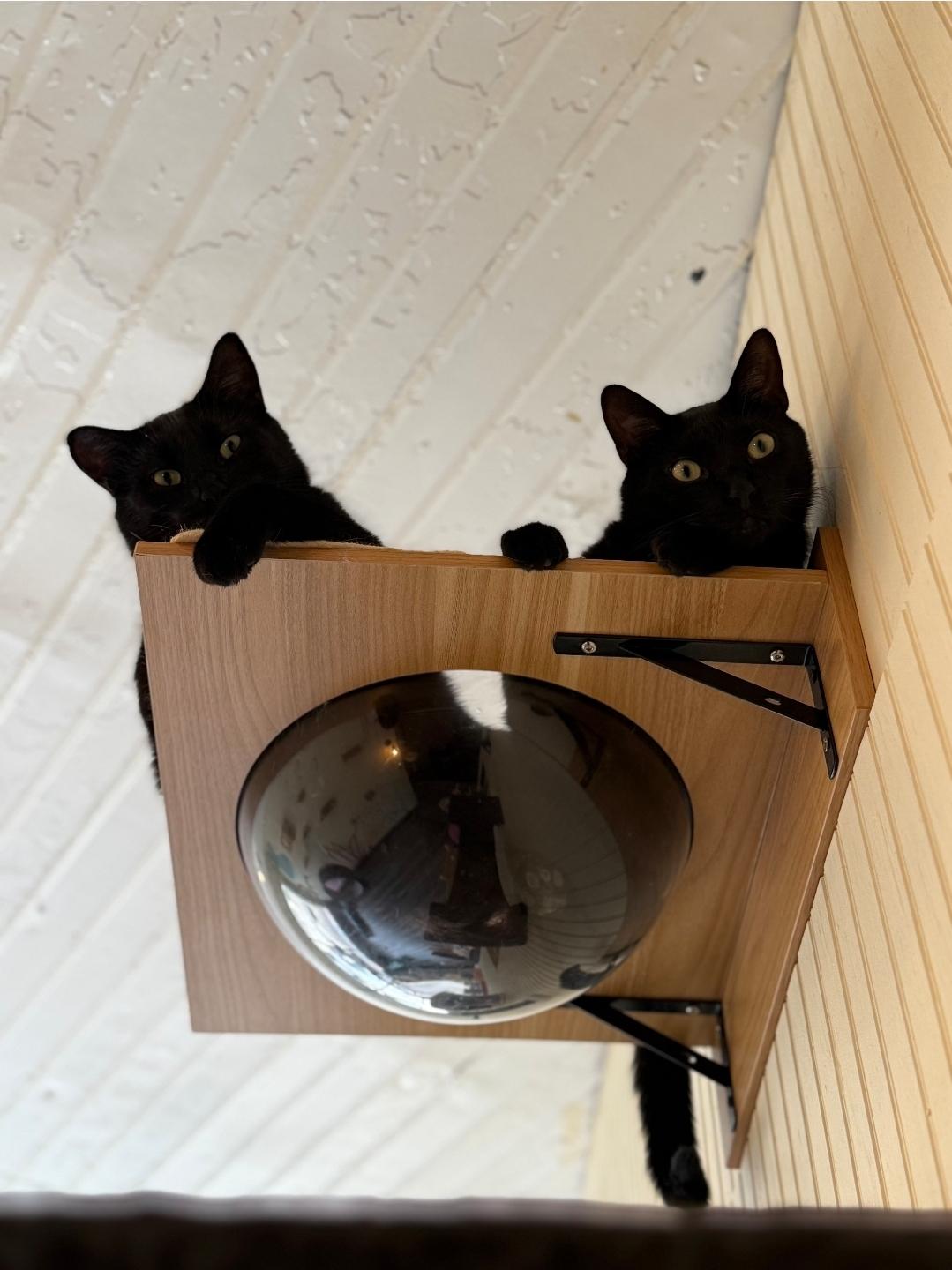 Enlarge Shadow , a ADOPTABLE Domestic Short Hair in Whitewater, WI image 4/6