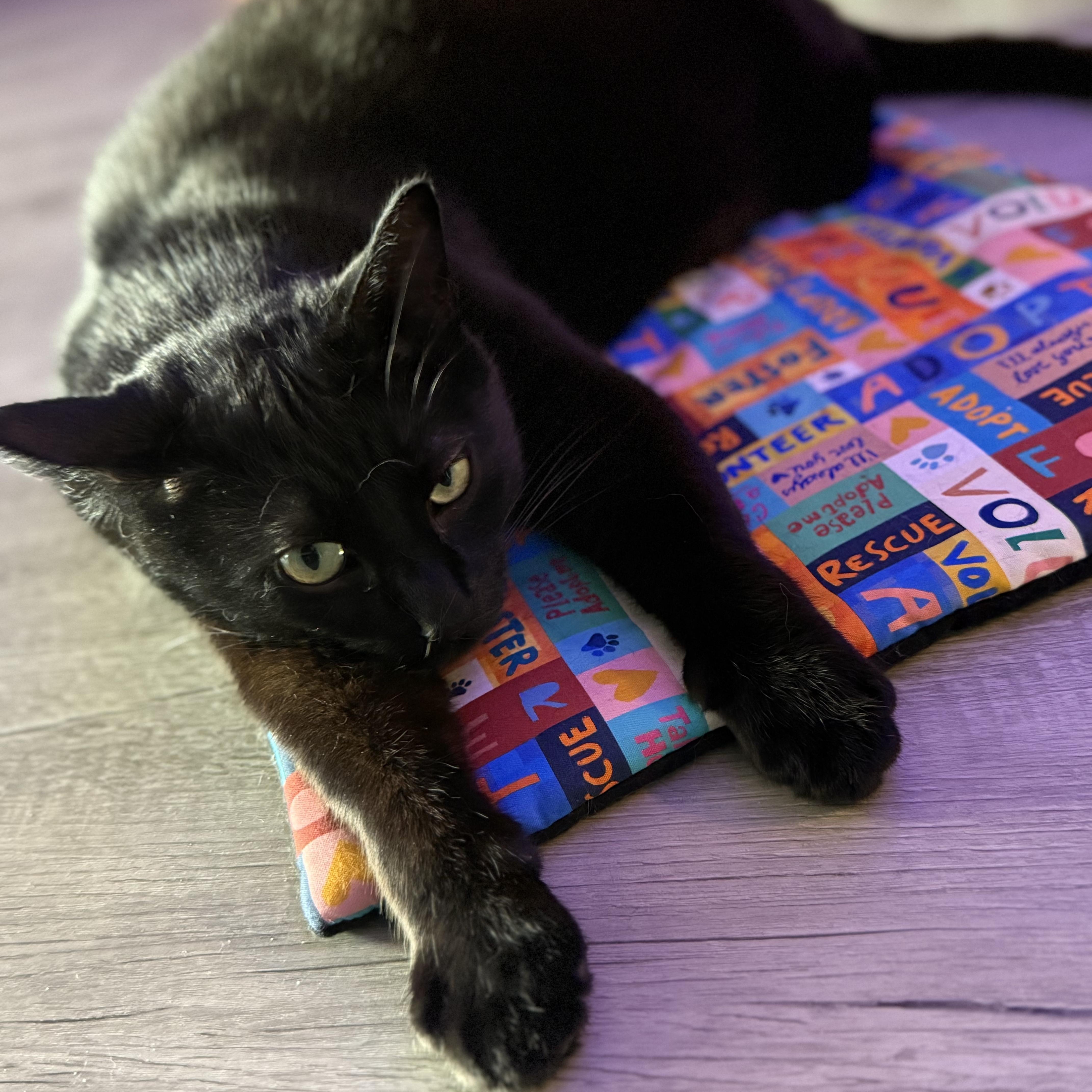 Enlarge Shadow , a ADOPTABLE Domestic Short Hair in Whitewater, WI image 3/6