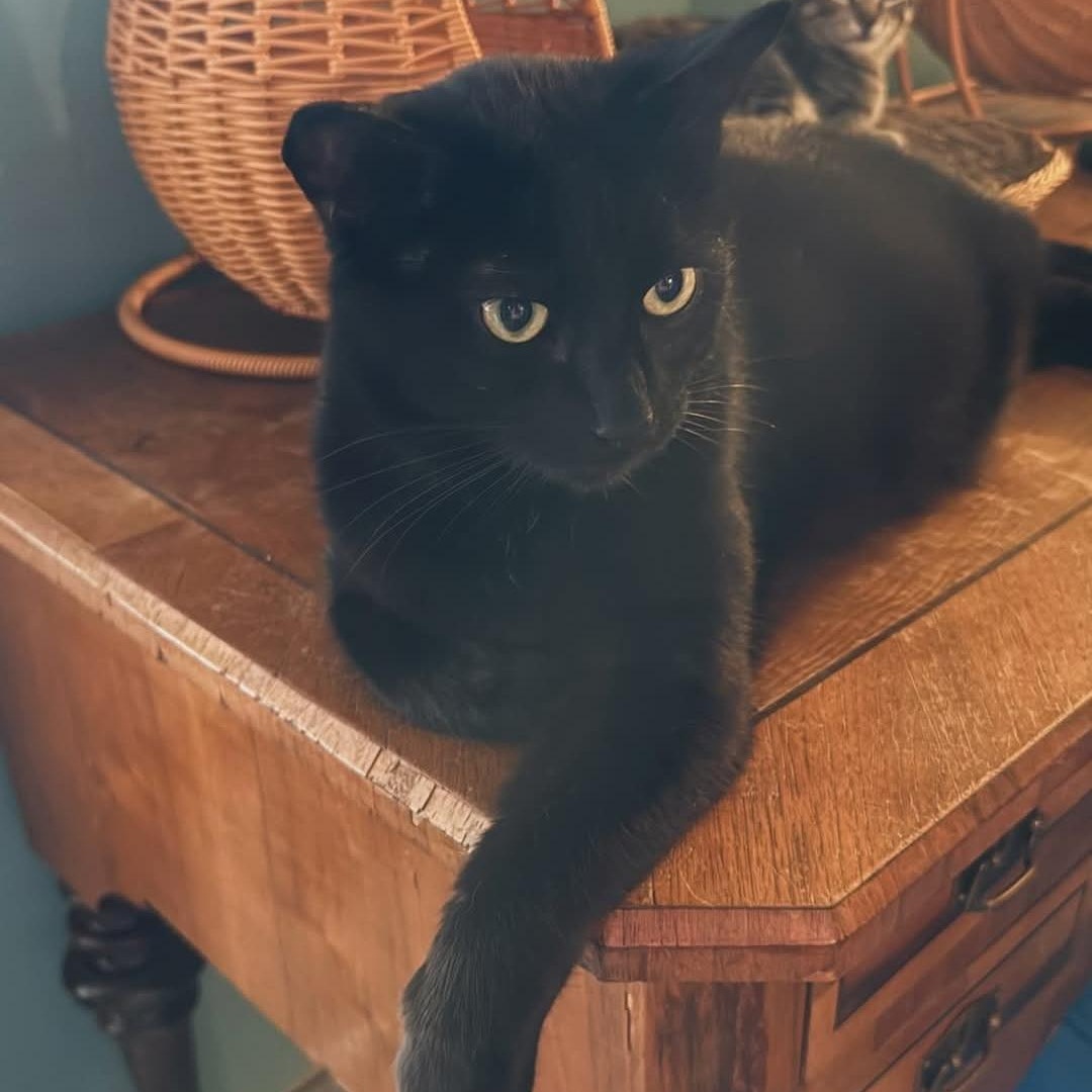 Enlarge Shadow , a ADOPTABLE Domestic Short Hair in Whitewater, WI image 5/6