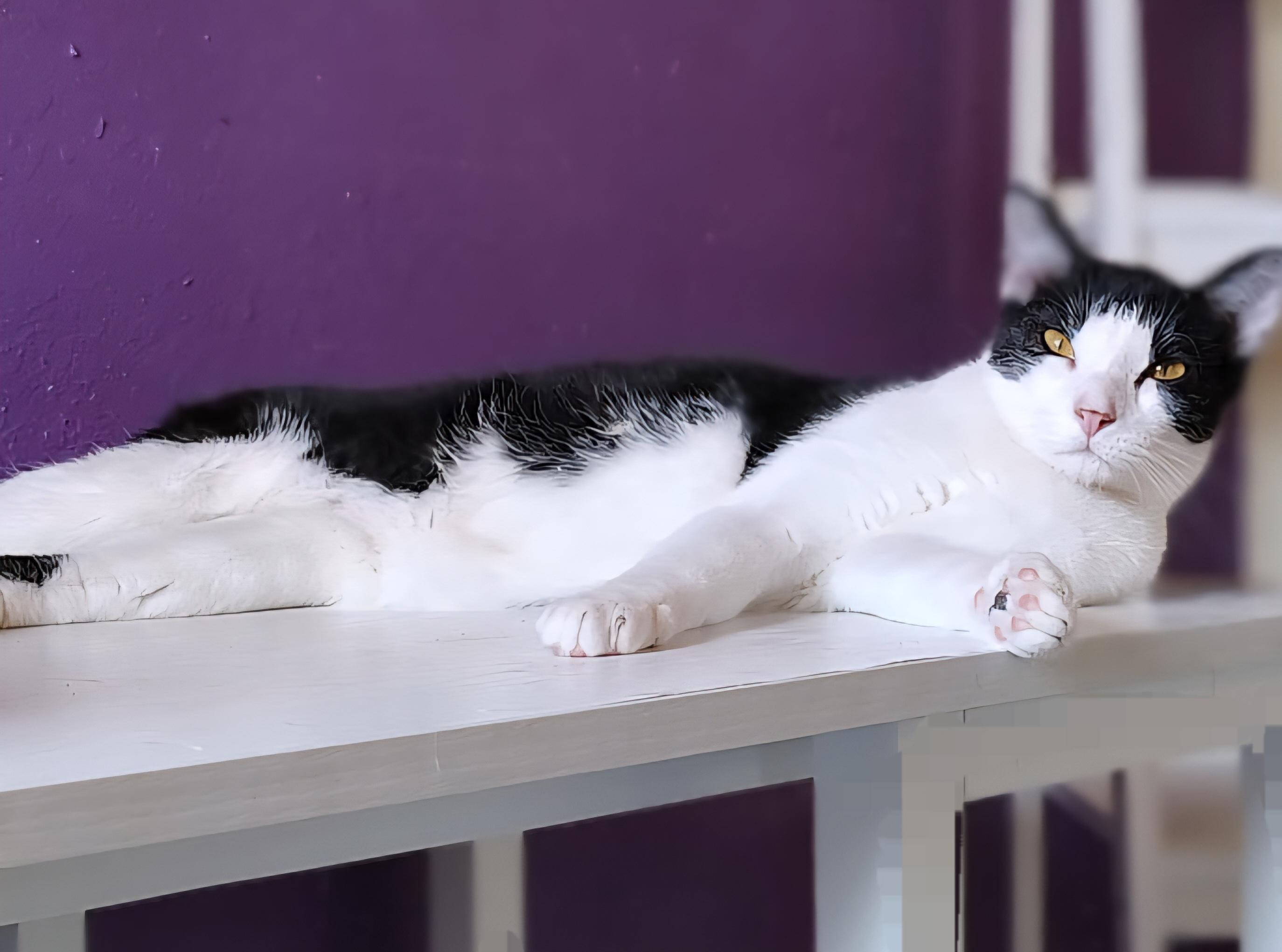 Sylvester, Adoptable, Young Male Domestic Short Hair.