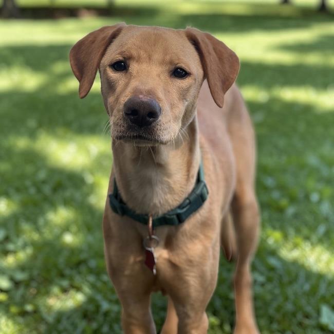 Dollar, Adoptable, Young Male Labrador Retriever & Terrier.
