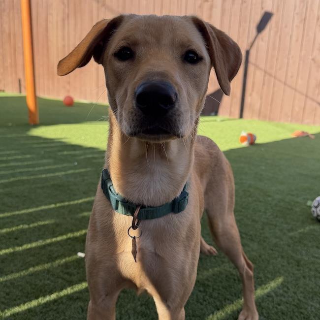 Dollar, a Adoptable mixed breed in San Diego, CA image 2/3