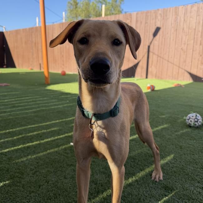 Dollar, a Adoptable mixed breed in San Diego, CA image 3/3