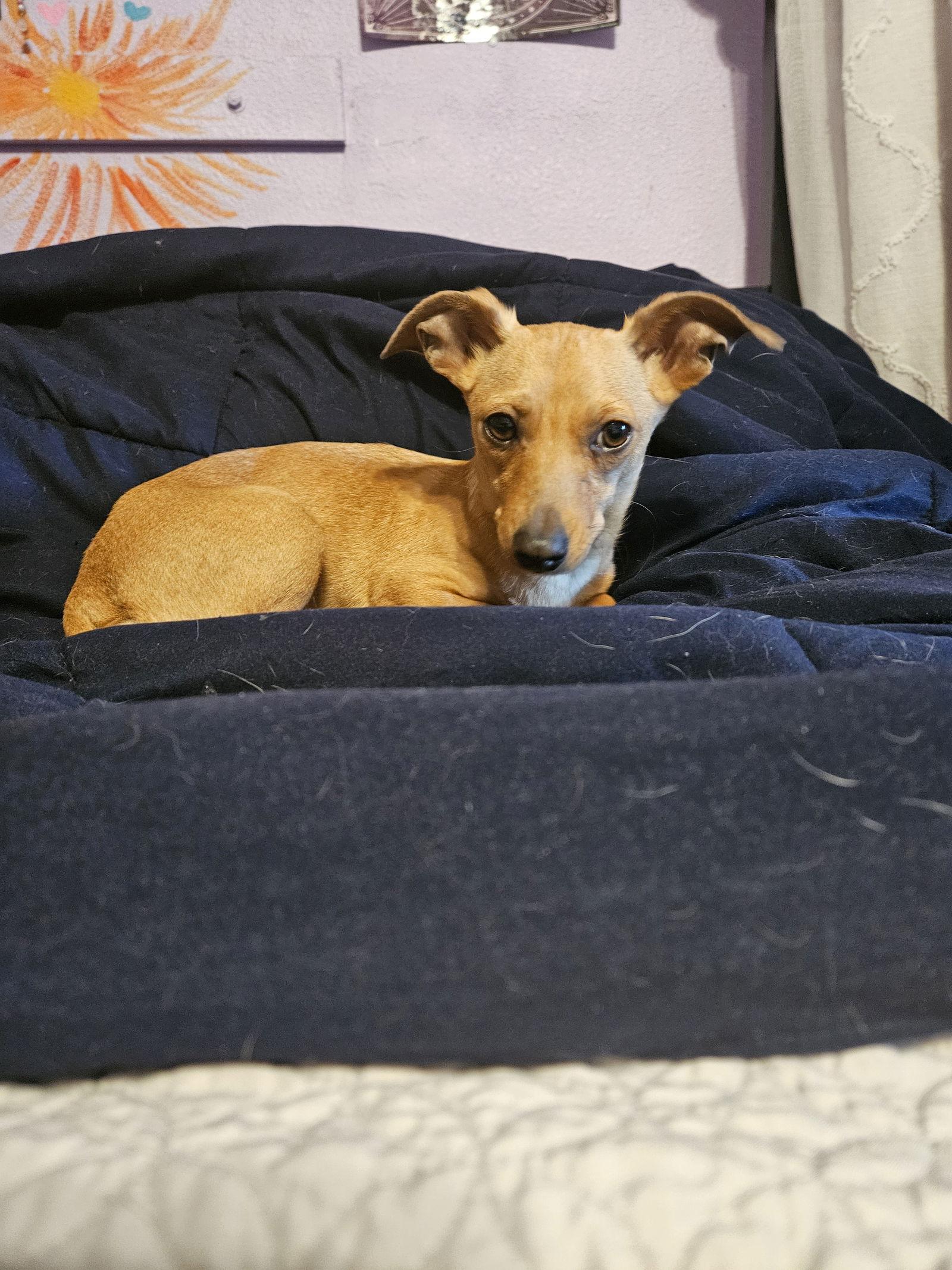 Enlarge CHIQUITA, a Adoptable mixed breed in Chico, CA image 1/2