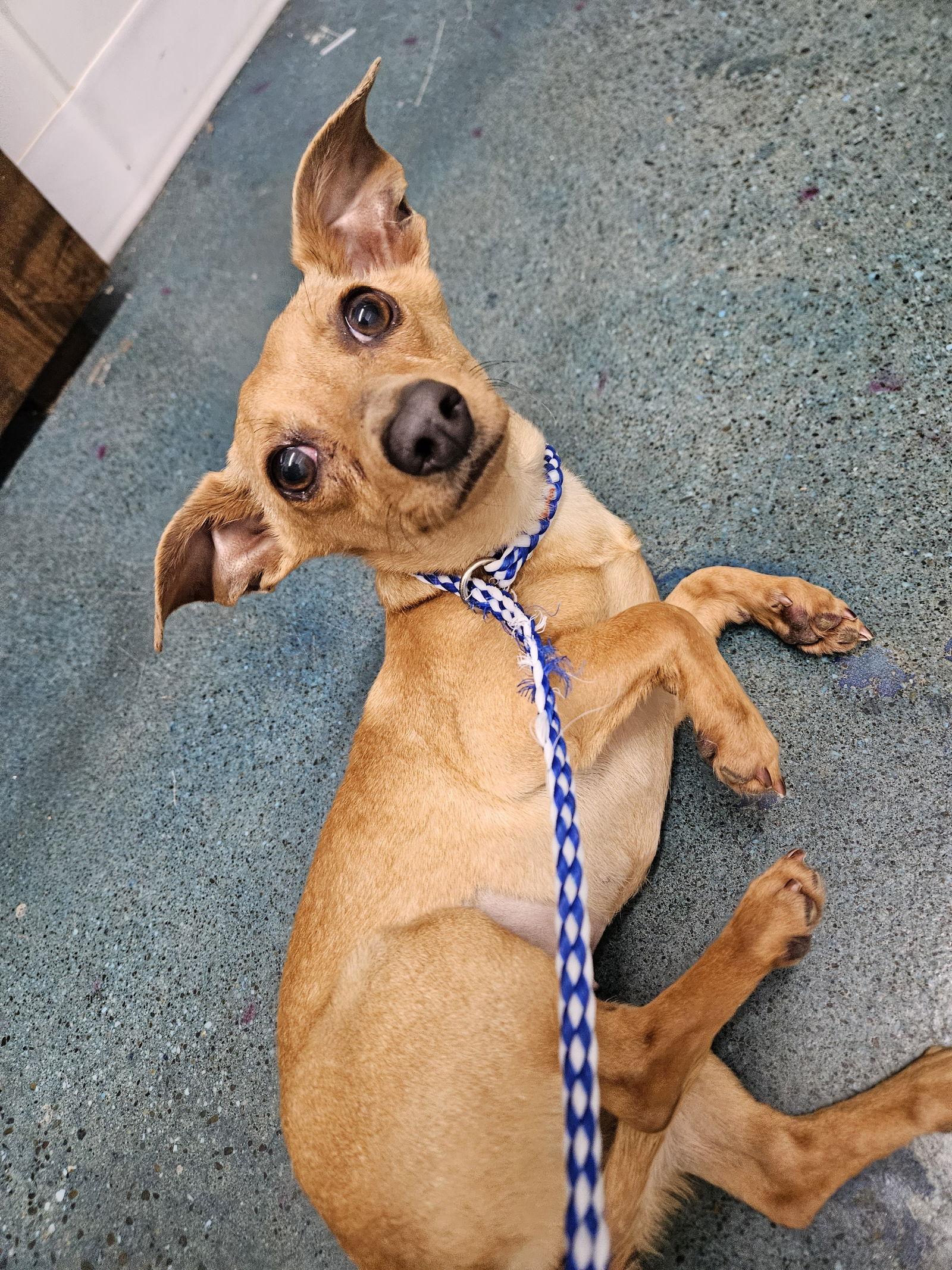 Enlarge CHIQUITA, a Adoptable mixed breed in Chico, CA image 2/2