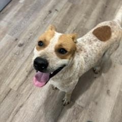 Enlarge Donner - Transport Available, a Adoptable mixed breed in Canton, OH image 5/6