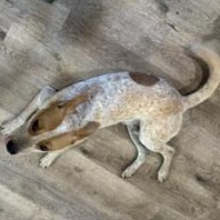 Enlarge Donner - Transport Available, a Adoptable mixed breed in Canton, OH image 4/6
