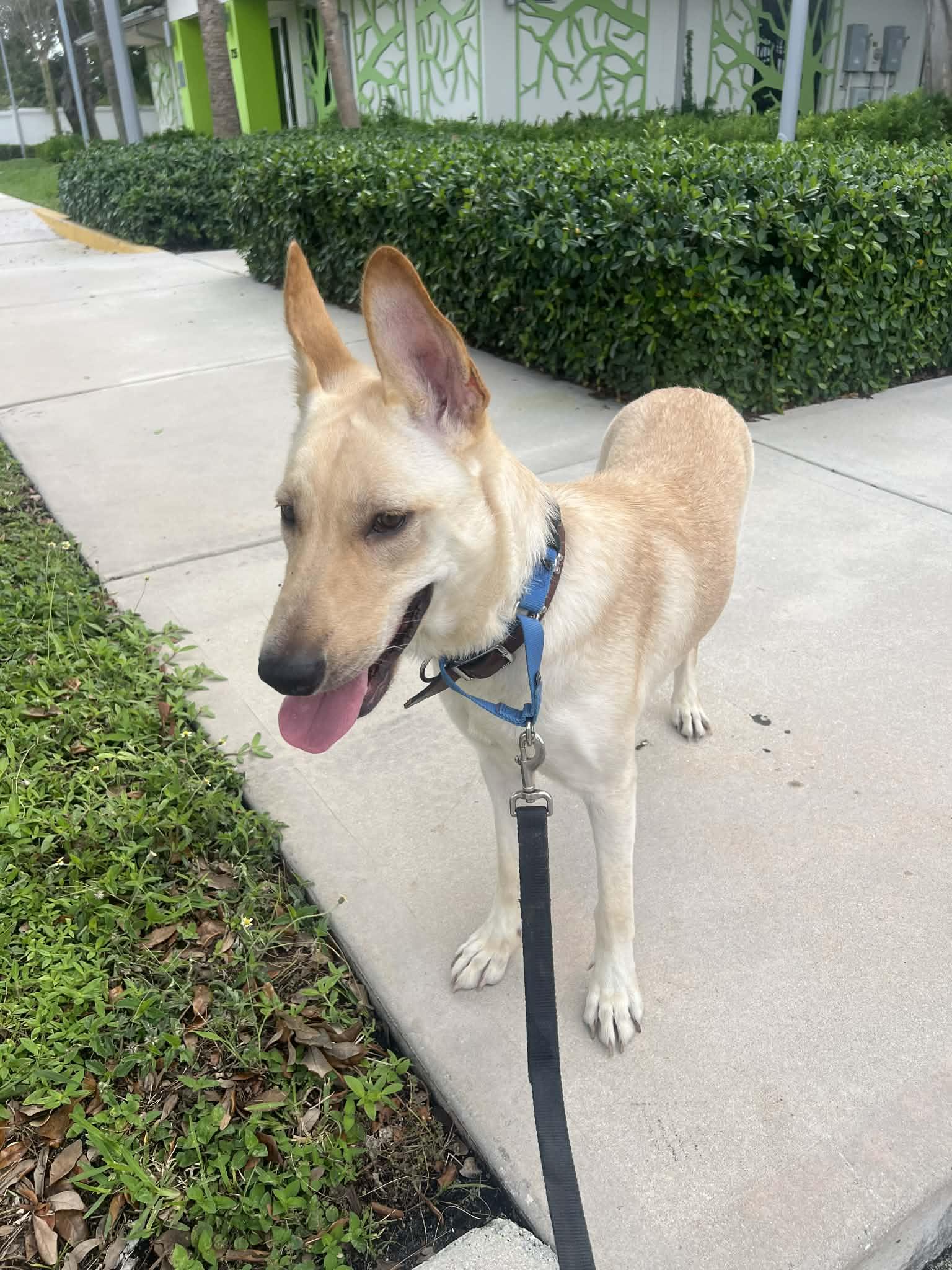 Blue 3144, Adoptable, Young Female German Shepherd Dog.