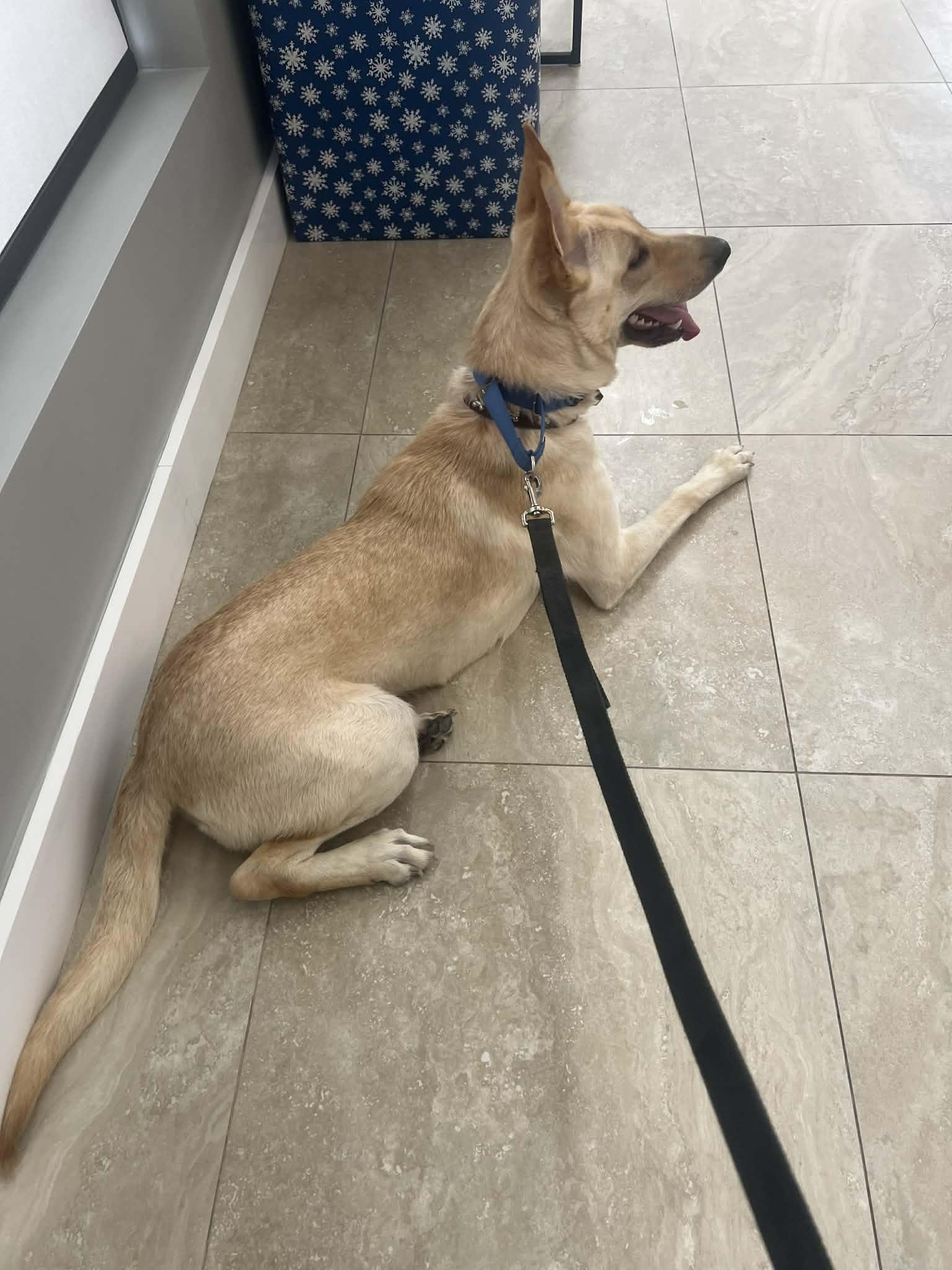 Blue 3144, a Adoptable German Shepherd Dog in Pompano Beach, FL image 2/3