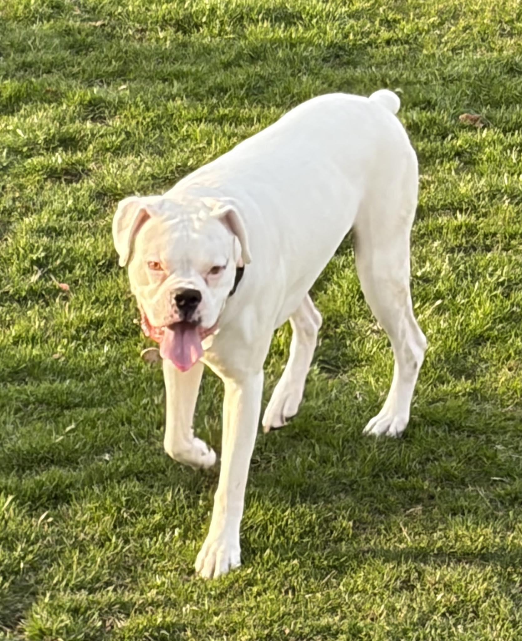 Enlarge Bruiser, a ADOPTABLE Boxer in Middlesex, NJ image 4/5