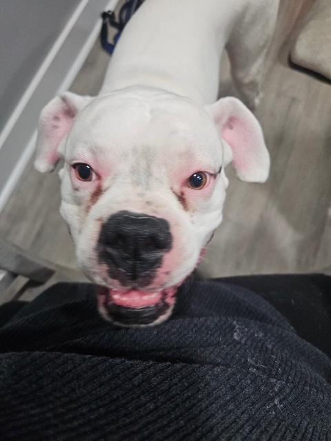 Enlarge Bruiser, a ADOPTABLE Boxer in Middlesex, NJ image 3/5