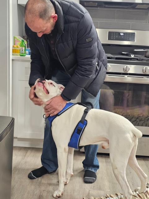 Enlarge Bruiser, a ADOPTABLE Boxer in Middlesex, NJ image 5/5