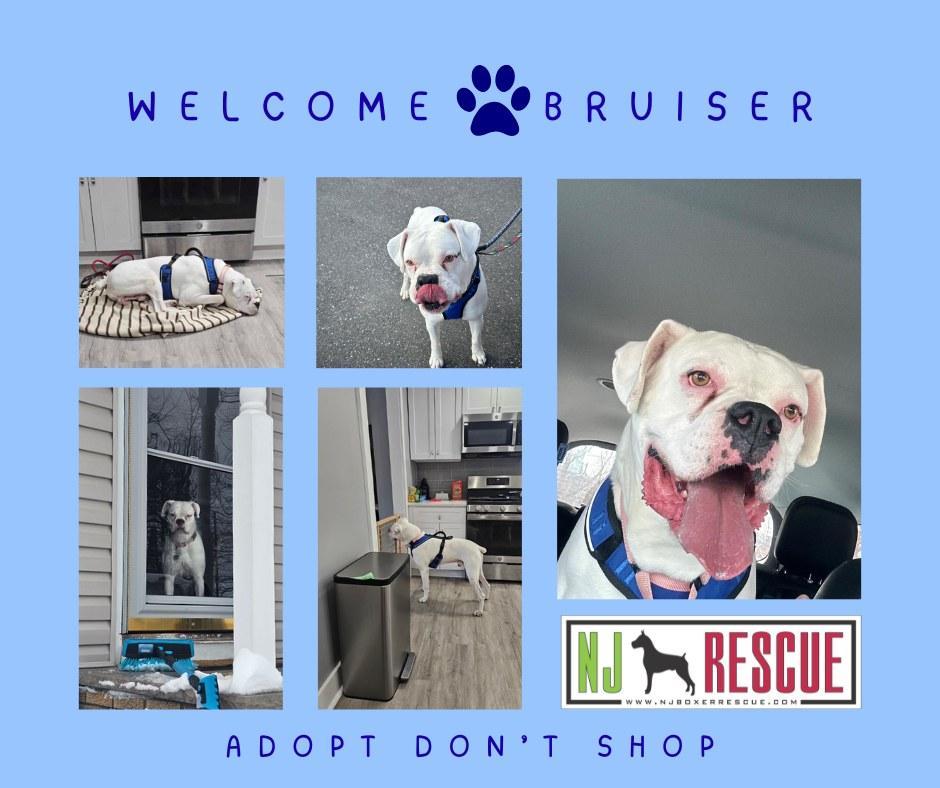 Bruiser, ADOPTABLE, Adult Male Boxer.