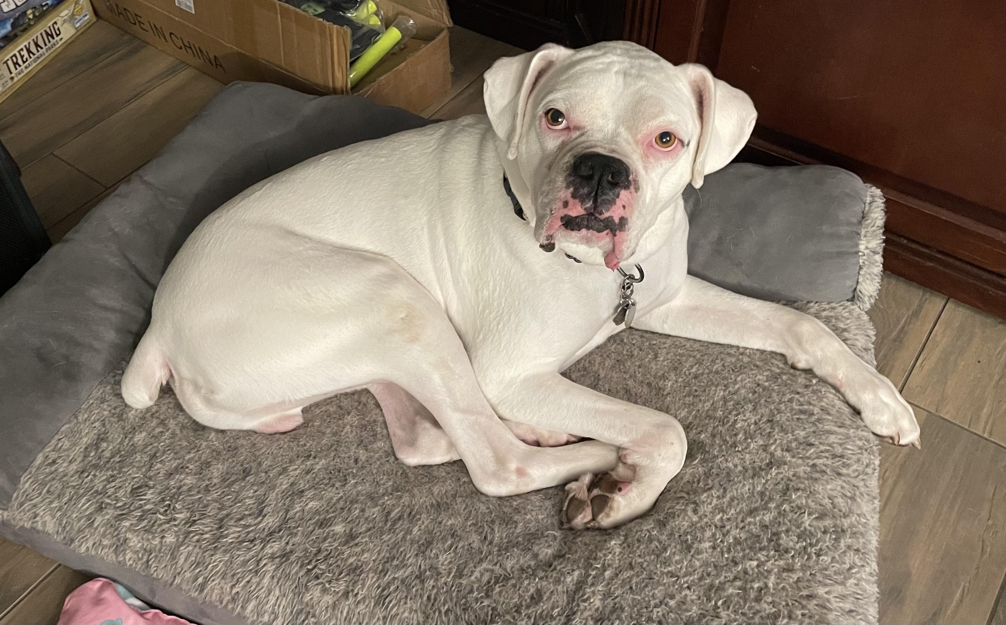 Enlarge Bruiser, a ADOPTABLE Boxer in Middlesex, NJ image 6/6
