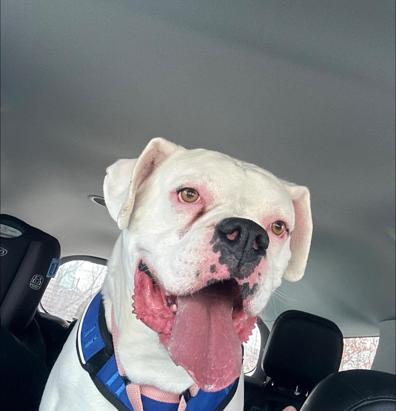 Enlarge Bruiser, a ADOPTABLE Boxer in Middlesex, NJ image 4/5