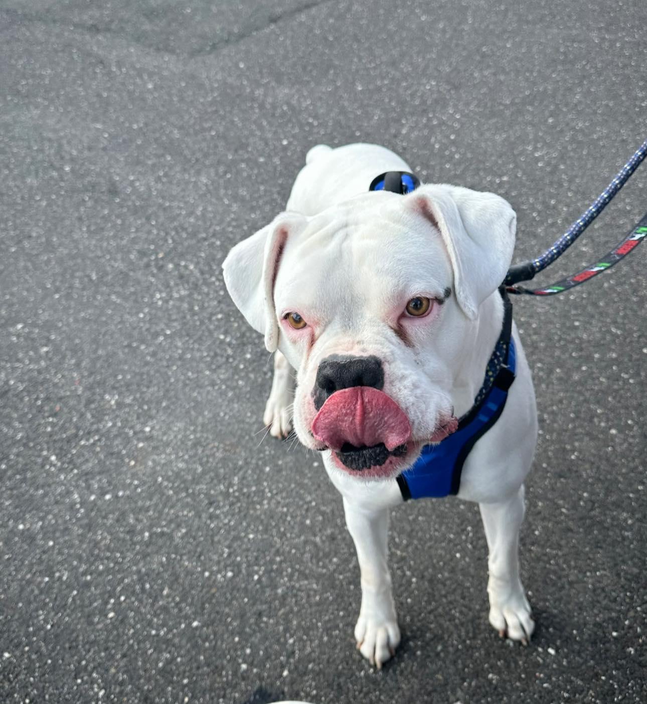 Enlarge Bruiser, a ADOPTABLE Boxer in Middlesex, NJ image 2/5