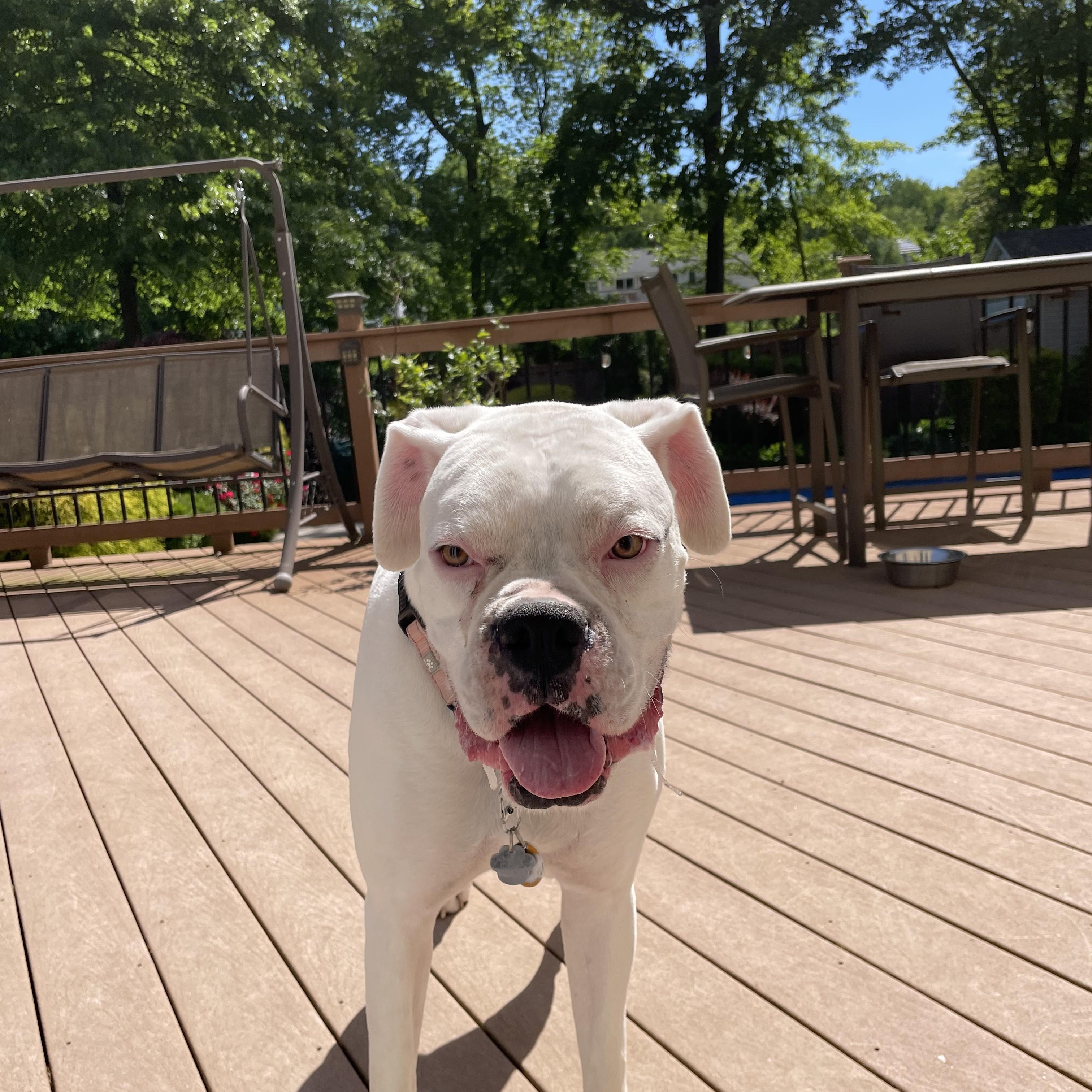 Enlarge Bruiser, a ADOPTABLE Boxer in Middlesex, NJ image 5/6