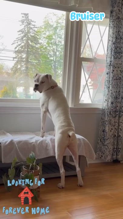 Enlarge Bruiser, a ADOPTABLE Boxer in Middlesex, NJ video 5/5