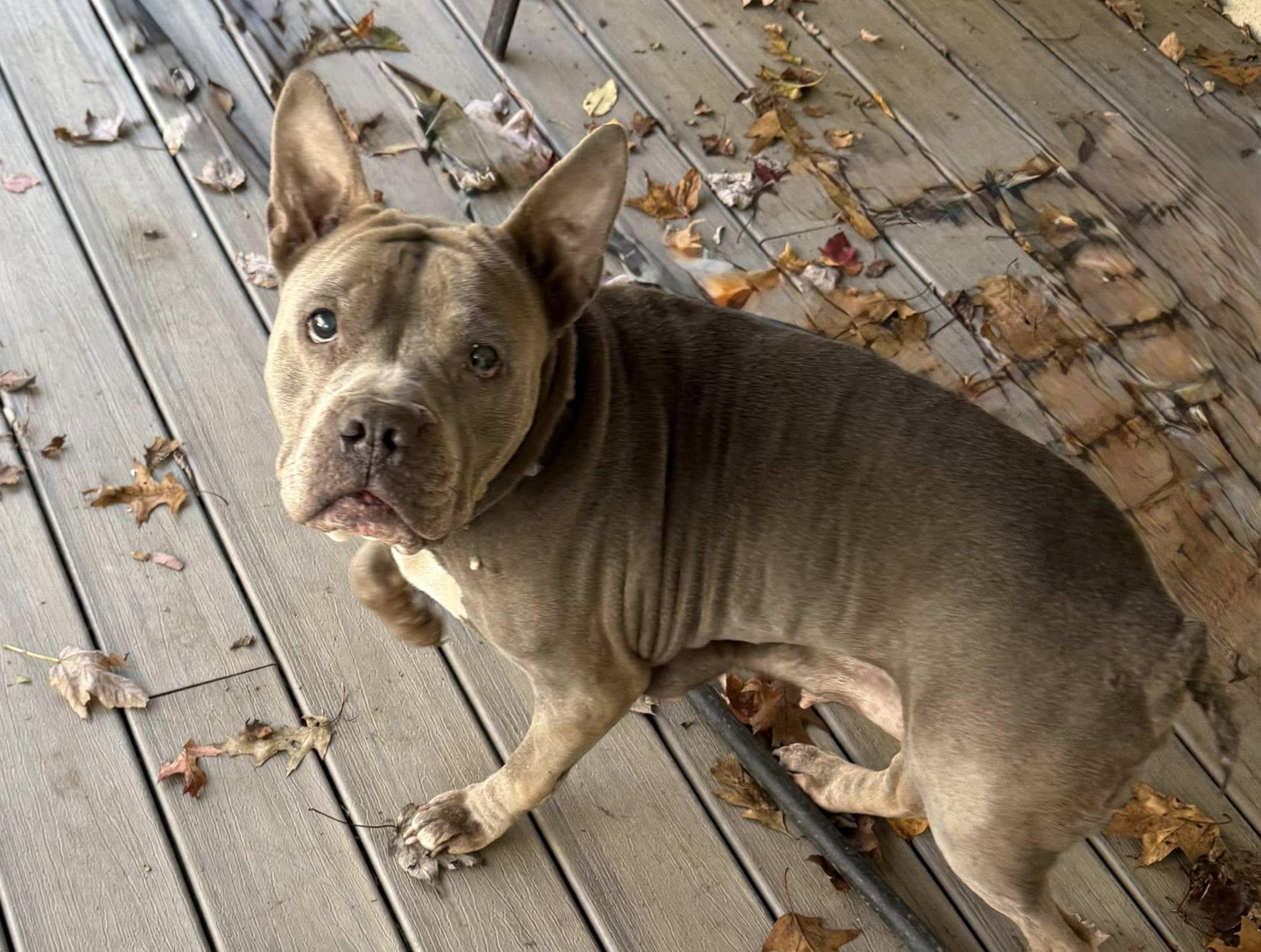 Blue, Adoptable, Senior Female Pit Bull Terrier.