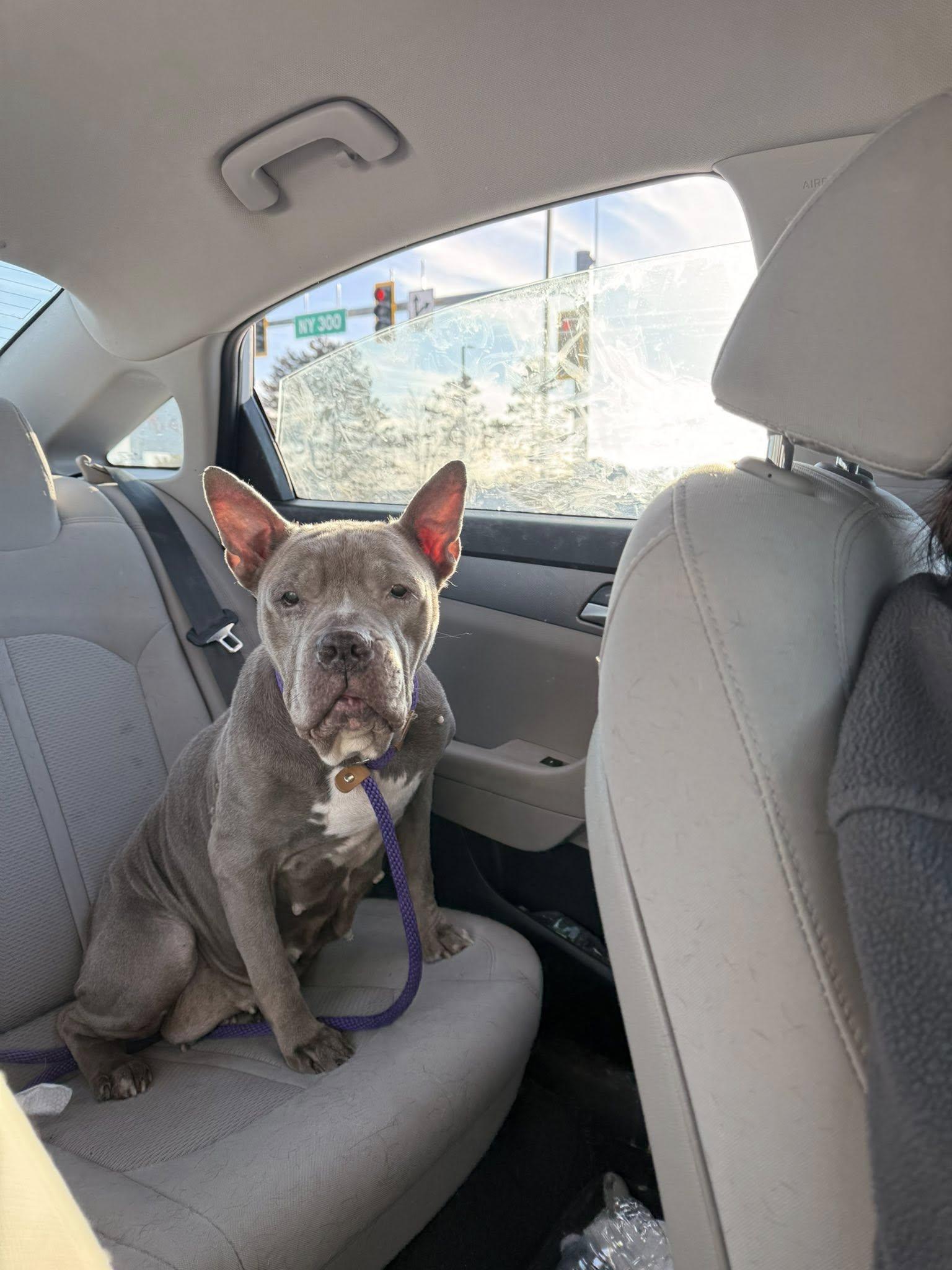 Enlarge Blue, a Adoptable Pit Bull Terrier in Ossining, NY image 2/4