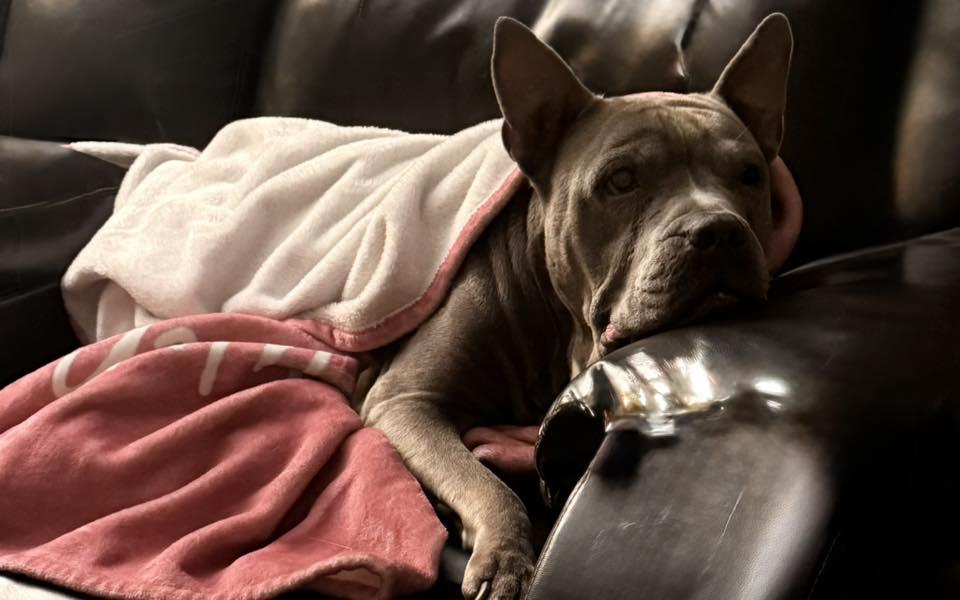 Blue, Adoptable, Senior Female Pit Bull Terrier.