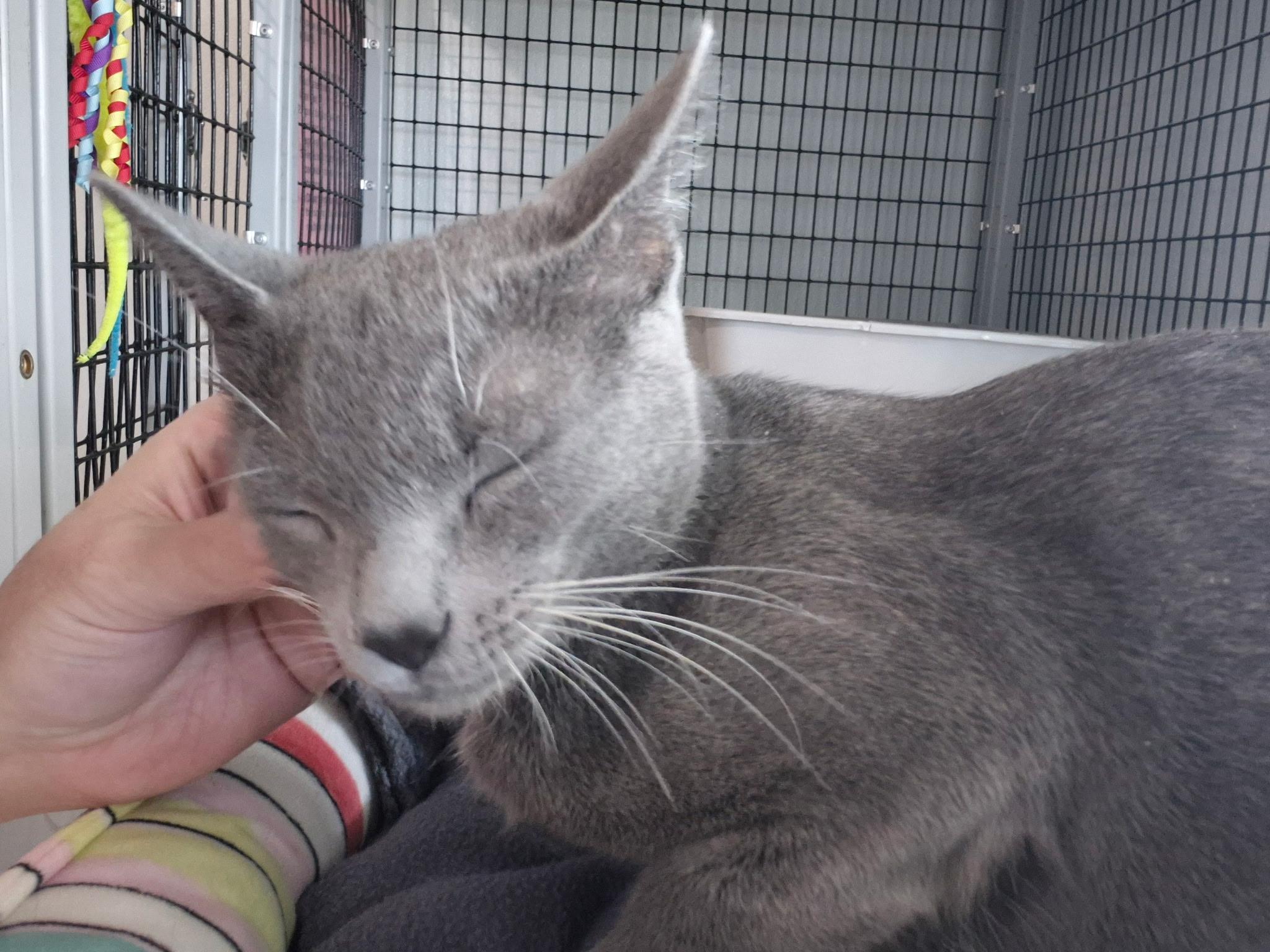 Enlarge Gracie, an adopted Domestic Short Hair in Jeffersonville, IN image 2/6
