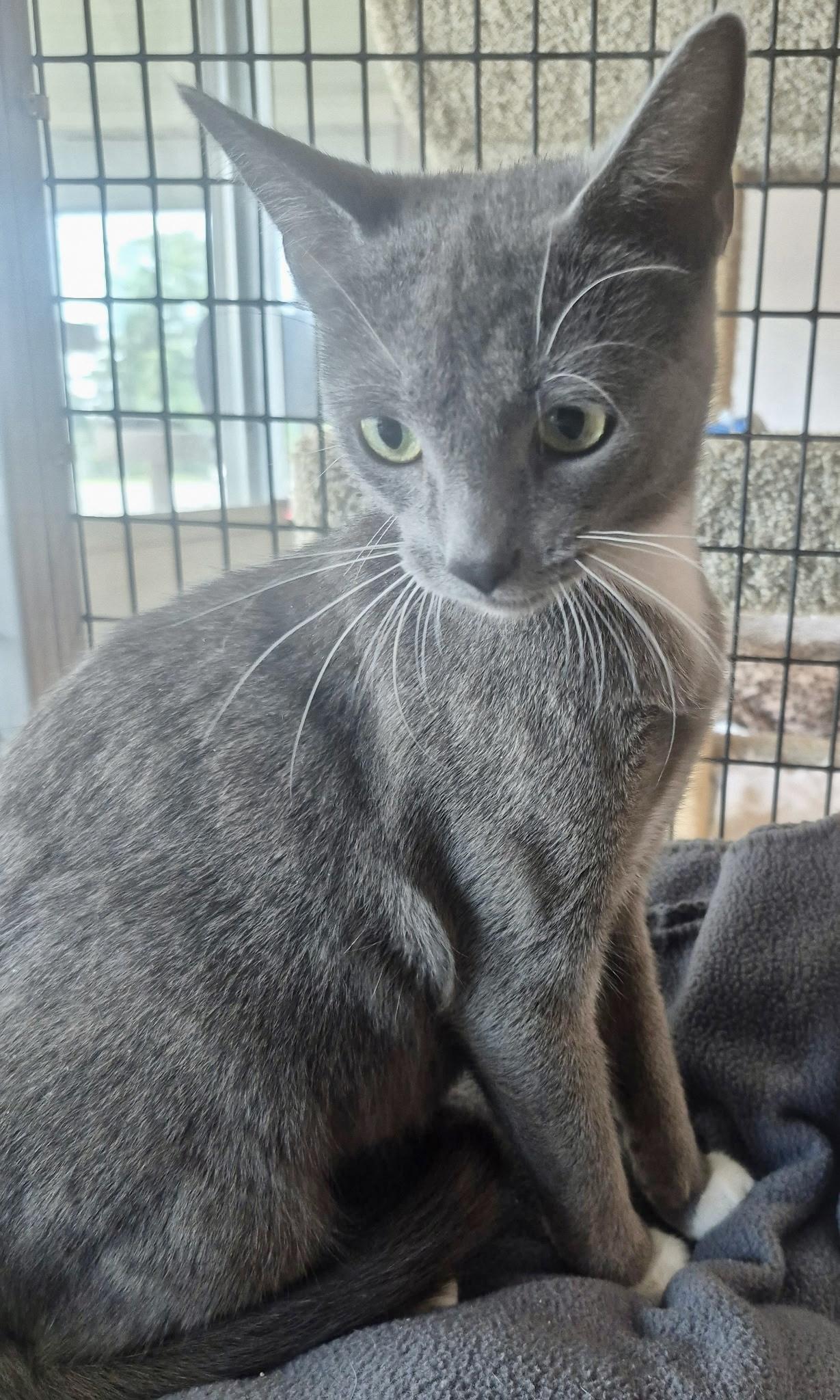 Enlarge Gracie, an adopted Domestic Short Hair in Jeffersonville, IN image 5/6