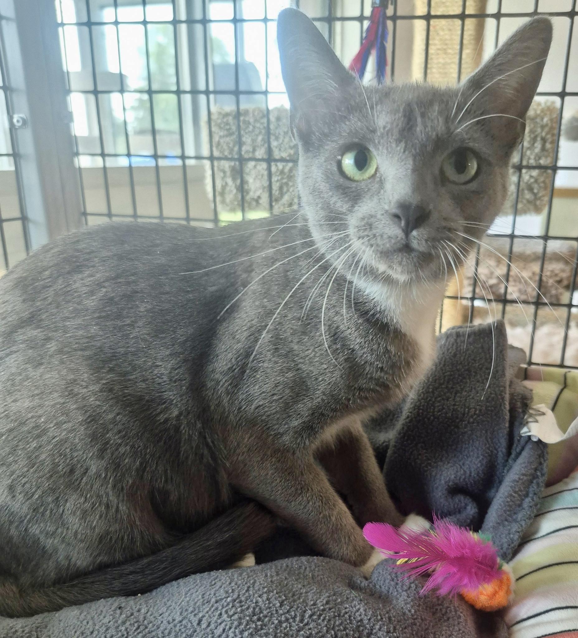 Enlarge Gracie, an adopted Domestic Short Hair in Jeffersonville, IN image 4/6