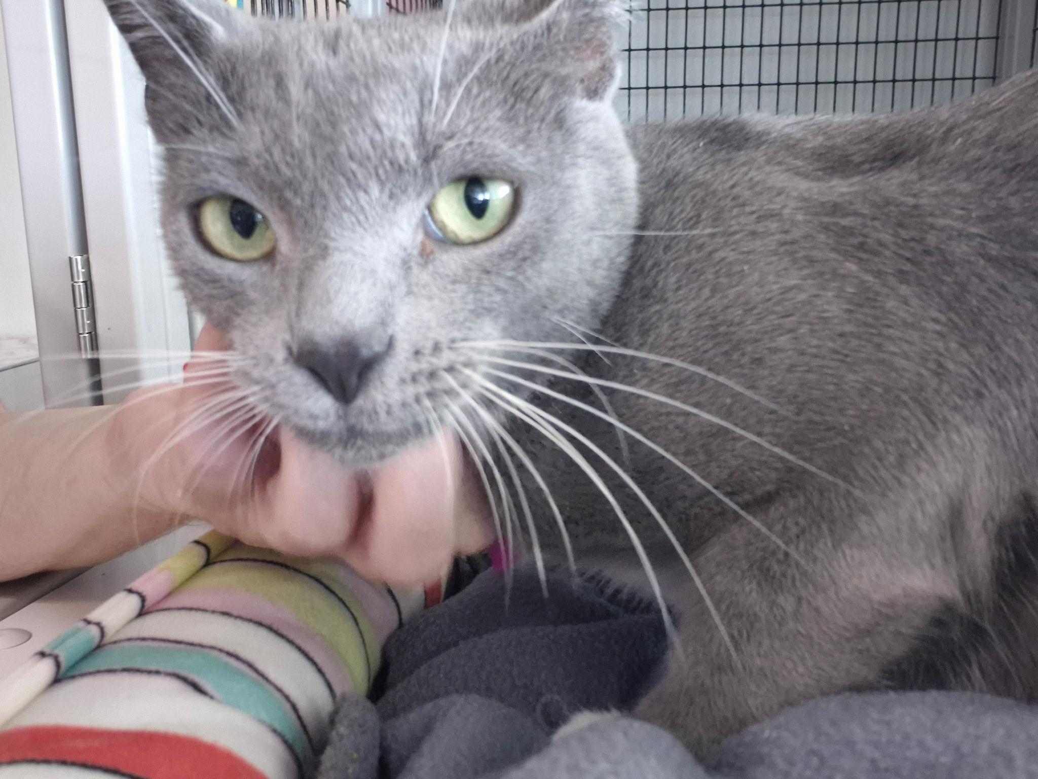 Enlarge Gracie, an adopted Domestic Short Hair in Jeffersonville, IN image 3/6