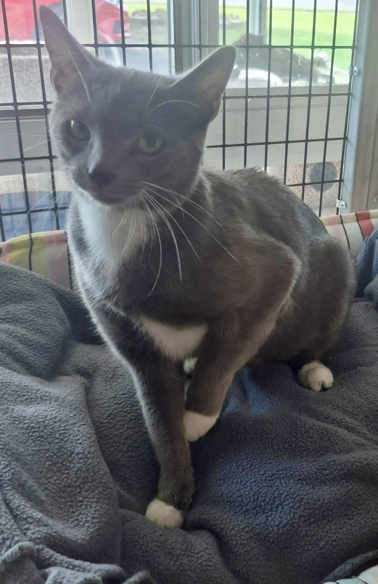 Enlarge Gracie, an adopted Domestic Short Hair in Jeffersonville, IN image 6/6