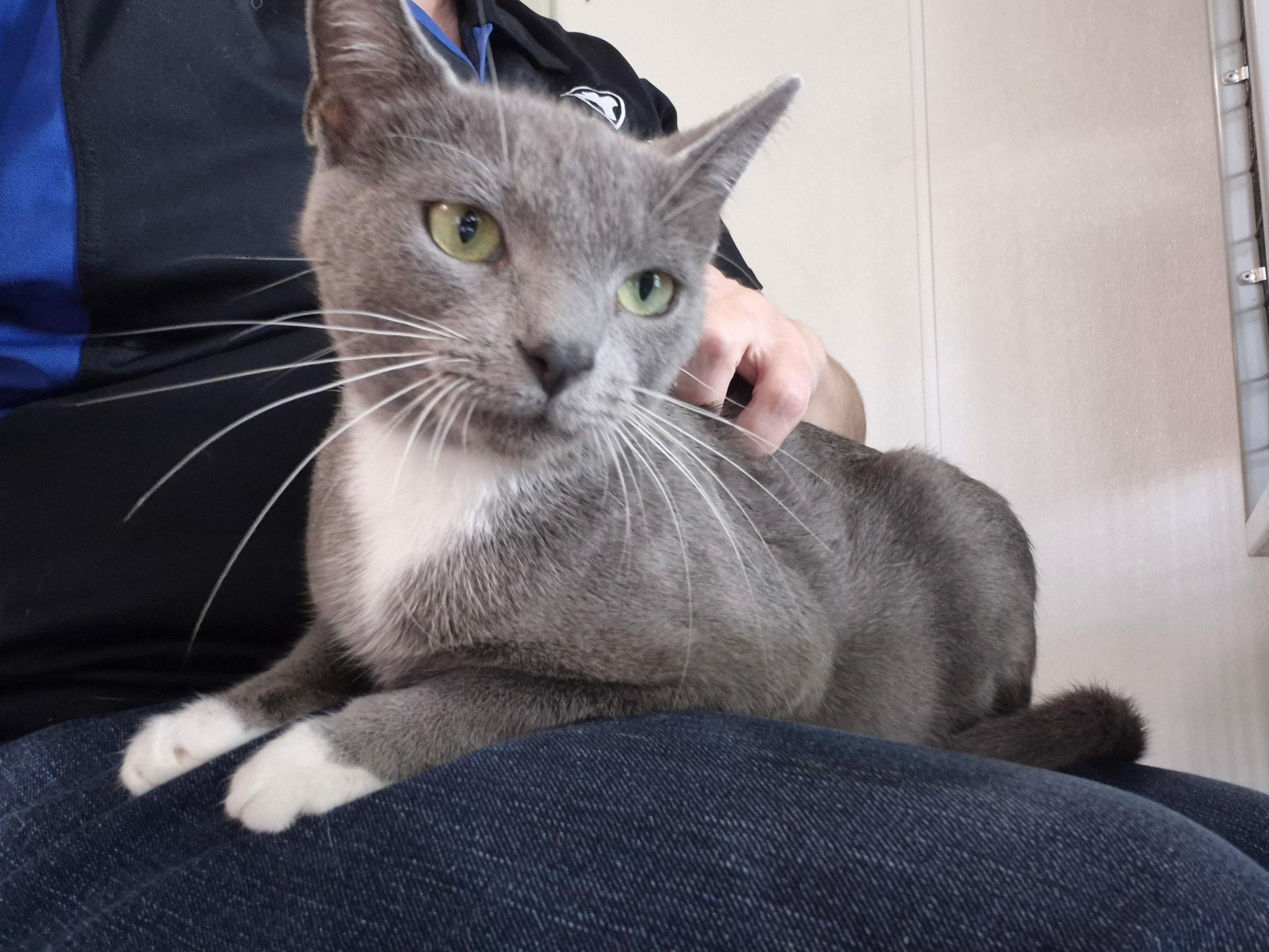 Enlarge Gracie, an adopted Domestic Short Hair in Jeffersonville, IN image 1/6