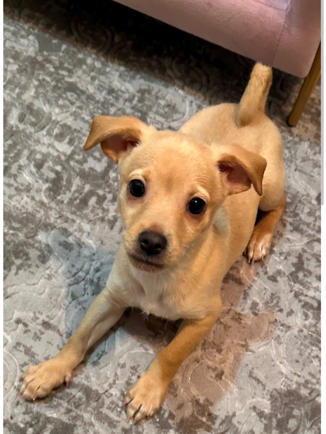 Zion, ADOPTABLE, Puppy Male Chihuahua.