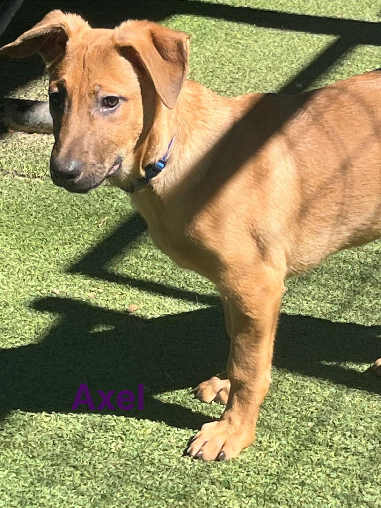 Enlarge Axel, a Adoptable mixed breed in Pipe Creek, TX image 1/3