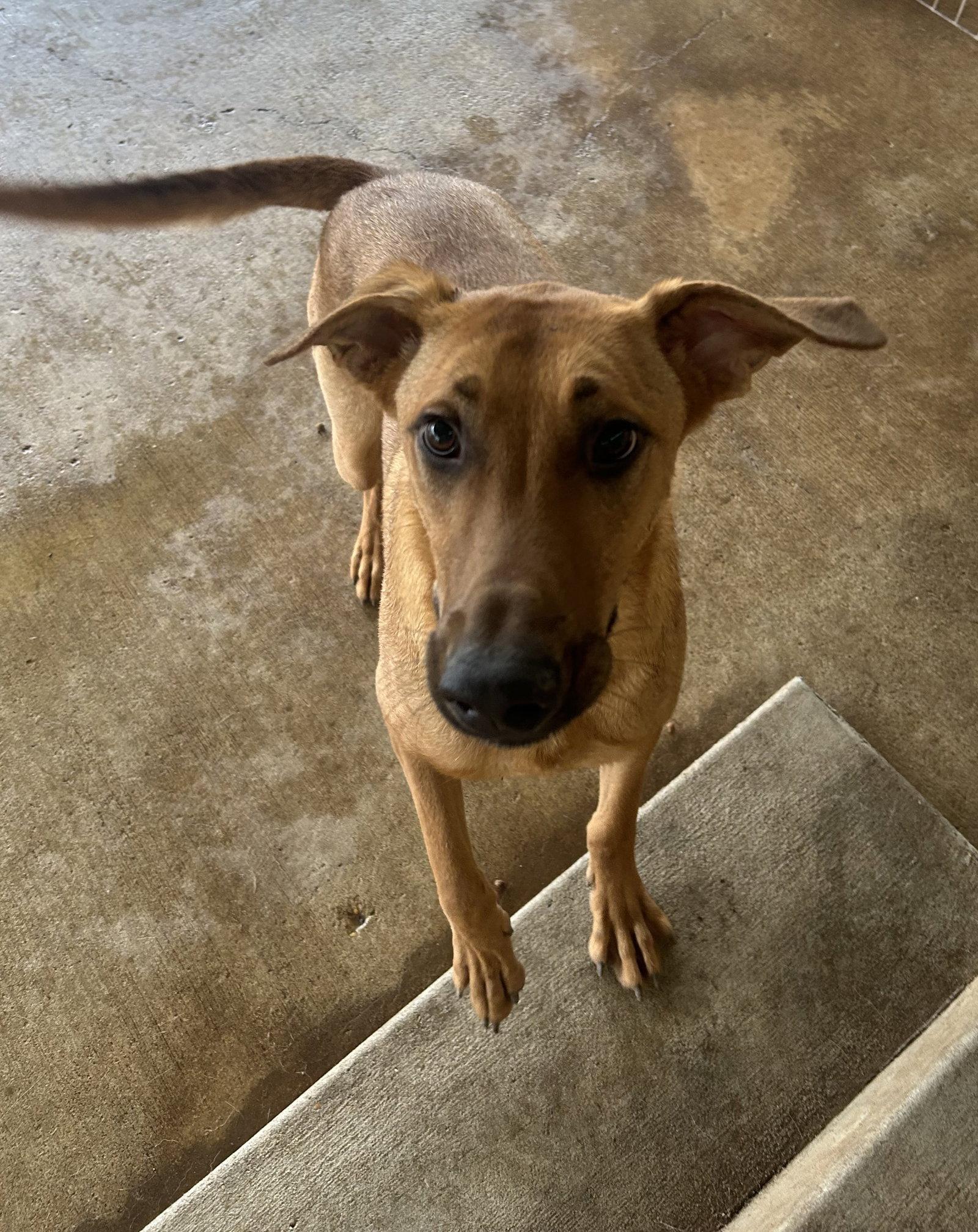 Enlarge Axel, a Adoptable mixed breed in Pipe Creek, TX image 2/3