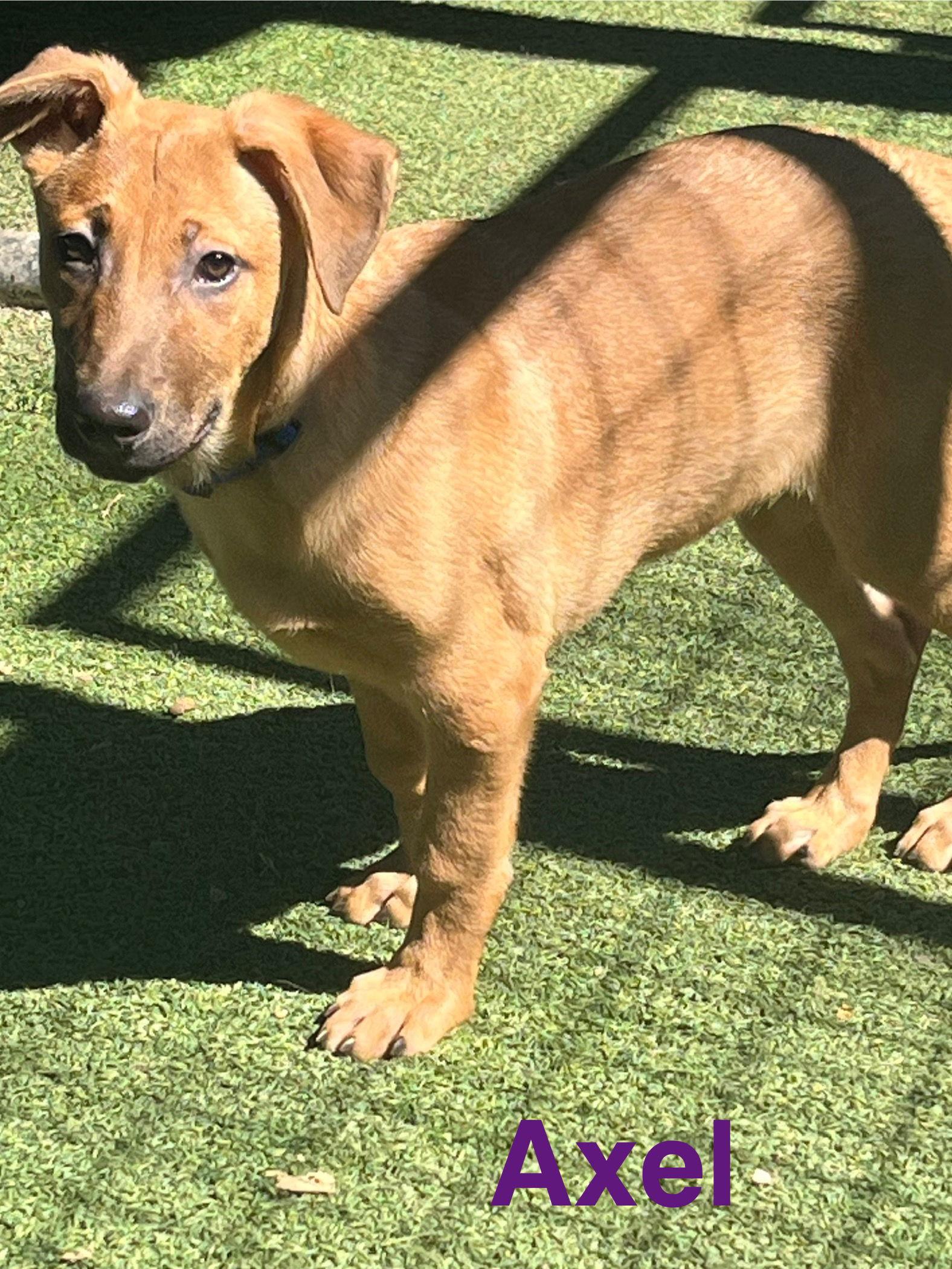 Enlarge Axel, a Adoptable mixed breed in Pipe Creek, TX image 3/3